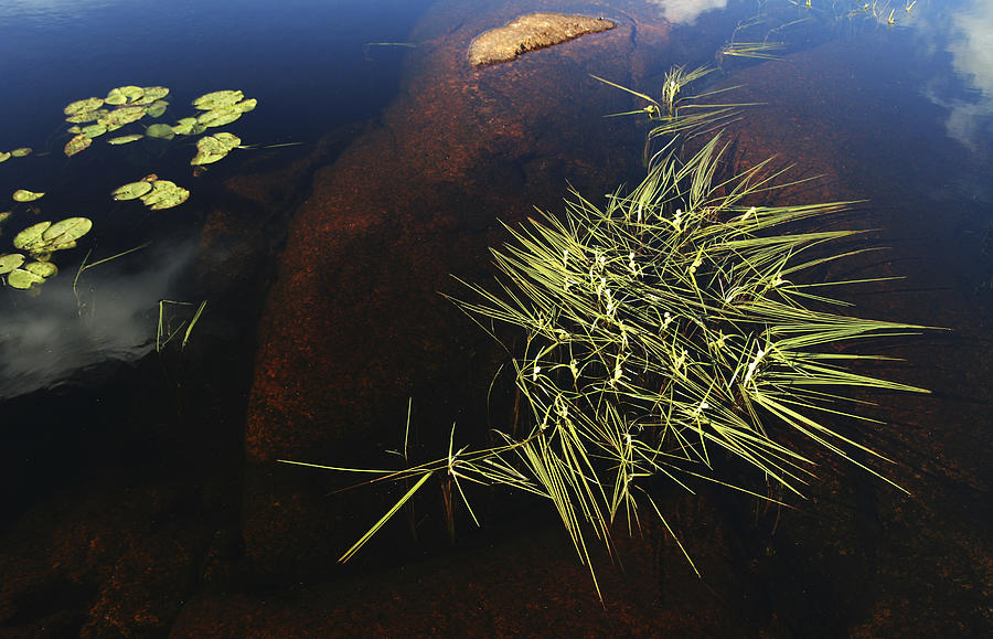 Water Grass Photograph by Bror Johansson