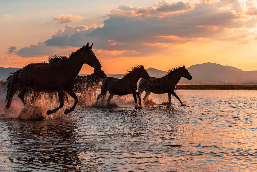 Horse Photograph - Water Horses by Barkan Tekdogan