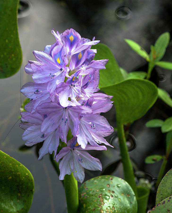 Water Hyacinth Bloom Photograph