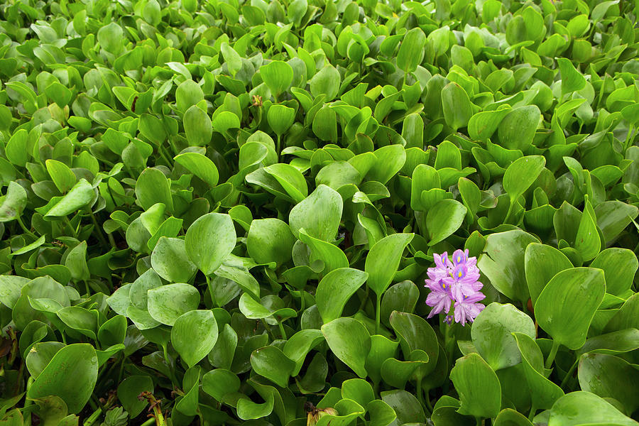 Water Hyacinth Flowering Photograph by Sebastian Kennerknecht