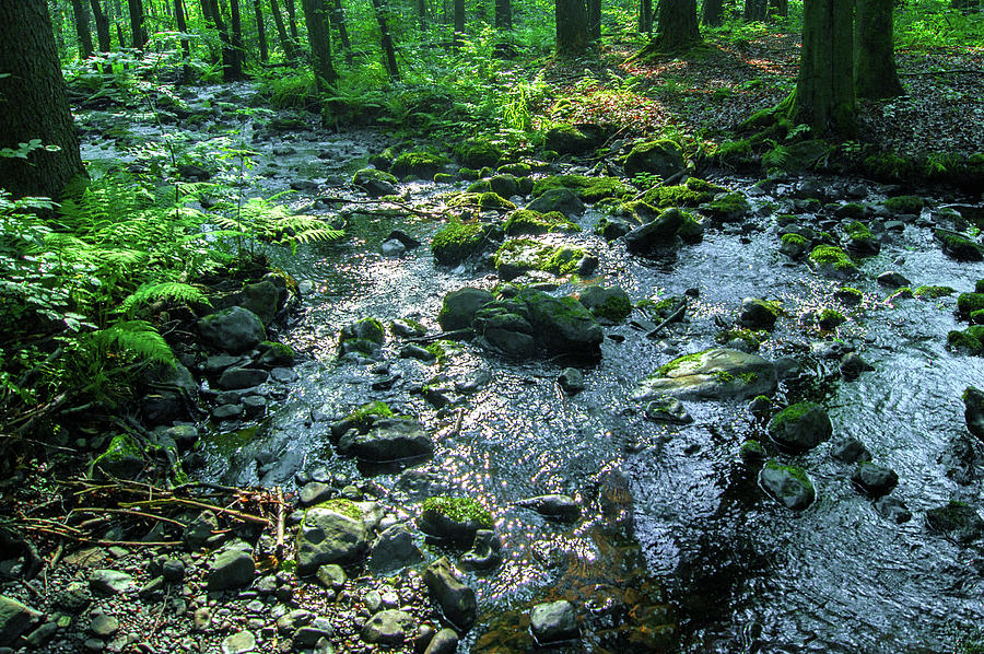 Water In A Dark Forest Photograph