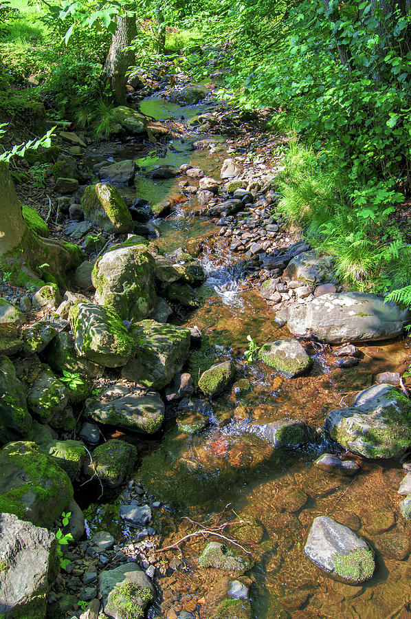 Water In A Forest In Vogelsberg Photograph