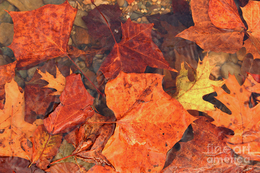 Leaves Photograph - Water Leaves by Brenda Donko