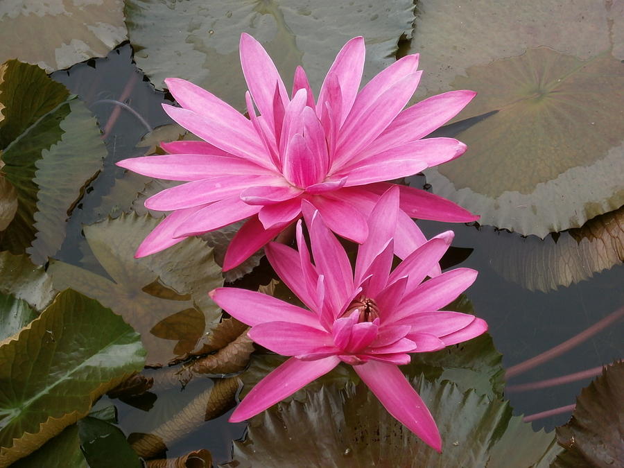 Water Lilies 1001 Photograph by Select Photos - Fine Art America