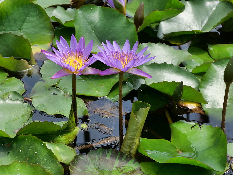 Water Lilies 12 by Allen Beatty Water Lilies 12 by Allen Beatty
