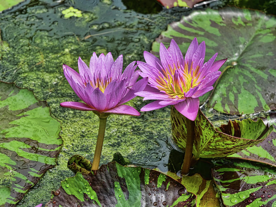 Water Lilies 13 by Allen Beatty Water Lilies 13 by Allen Beatty