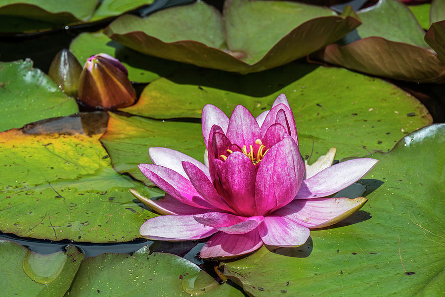 Water Lilies Photograph by Arterra Picture Library