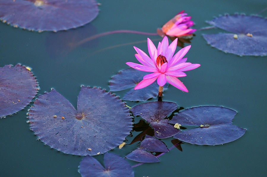 Water Lilies Digital Art by Heeb Photos