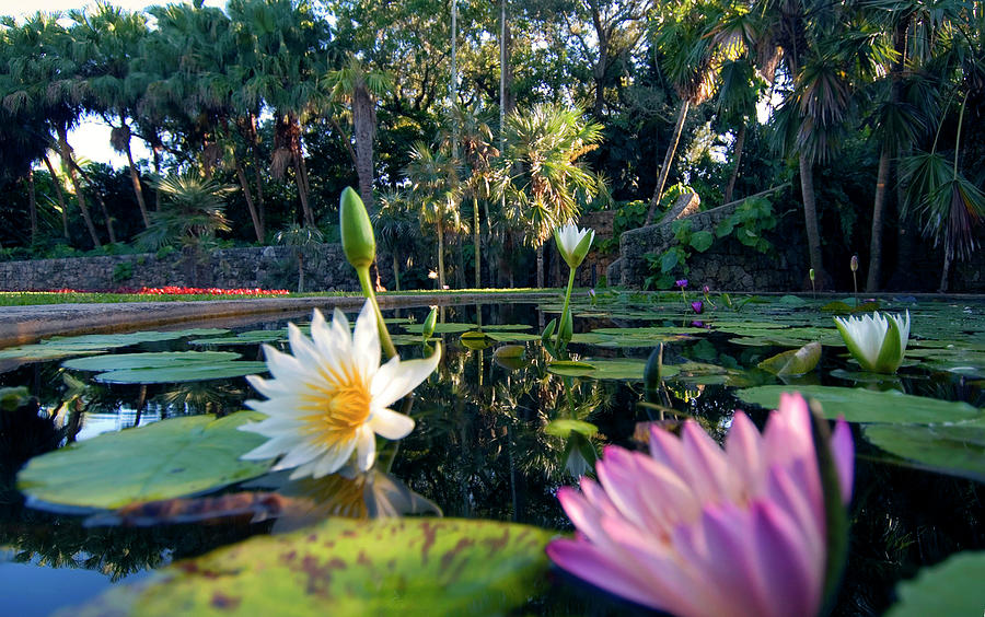Water Lilies In Pond Digital Art by Gabriel Jaime Jimenez