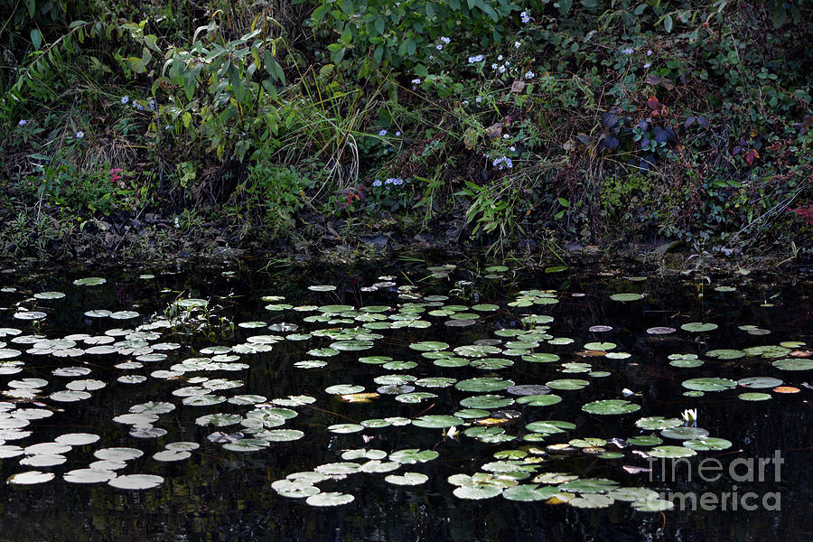 Water Lilies in the Wood Photograph by Dianne Morgado