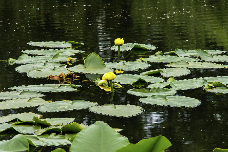 Water Lilies in VanderYacht Pond Photograph by Tom Cochran