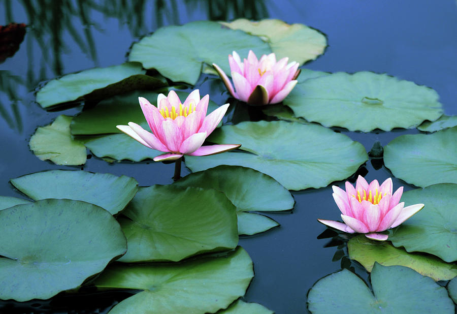 Water Lilies Photograph By Jessica Jenney