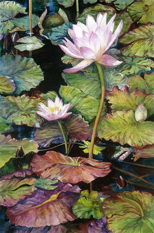 Water Lilies Painting - Water Lilies by Joanne Porter