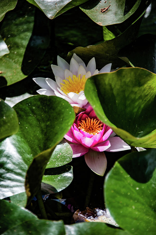Water Lilies Photograph by Joseph Yarbrough