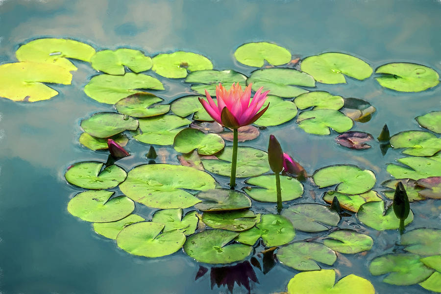 Water Lilies Photograph by June Marie Sobrito