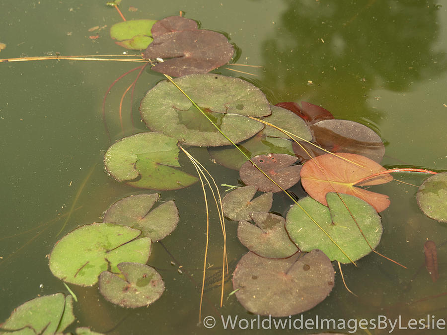Abstract Beauty Water Lilies Photograph by Leslie Struxness
