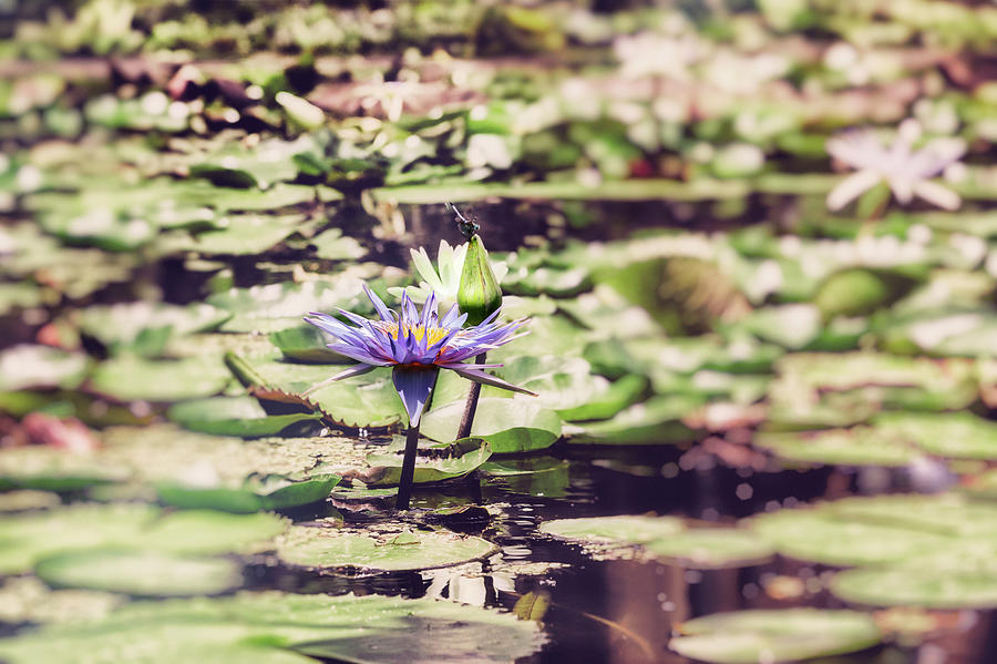 Water Lilies Digital Art by Lumiere