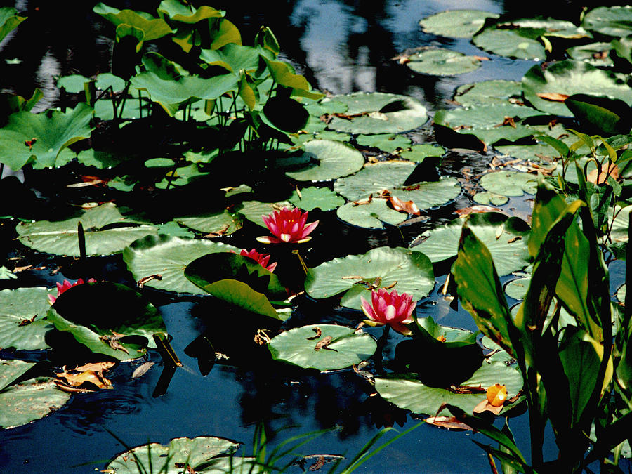 Water Lilies Photograph - Water Lilies by Michael McBrayer Water Lilies Photograph - Water Lilies by Michael McBrayer