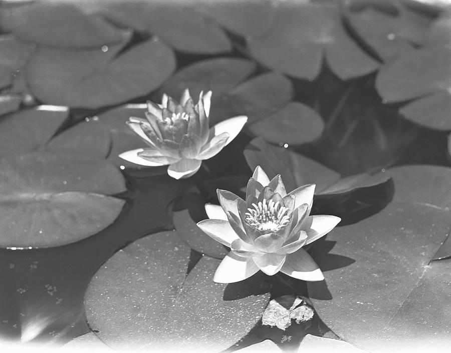Water Lilies On Pond, B&w, Elevated View Photograph by George Marks