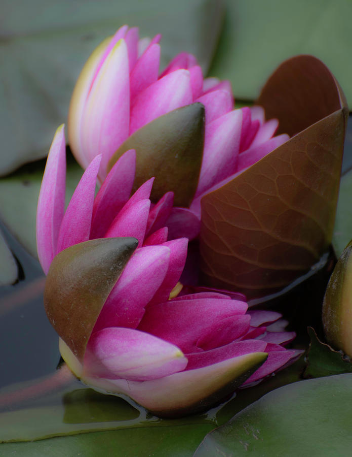 Water Lilies Reclining Photograph by Forest Floor Photography