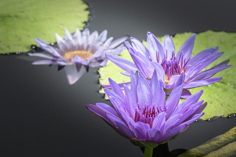 Water Lilies by Ronald Santini Water Lilies by Ronald Santini