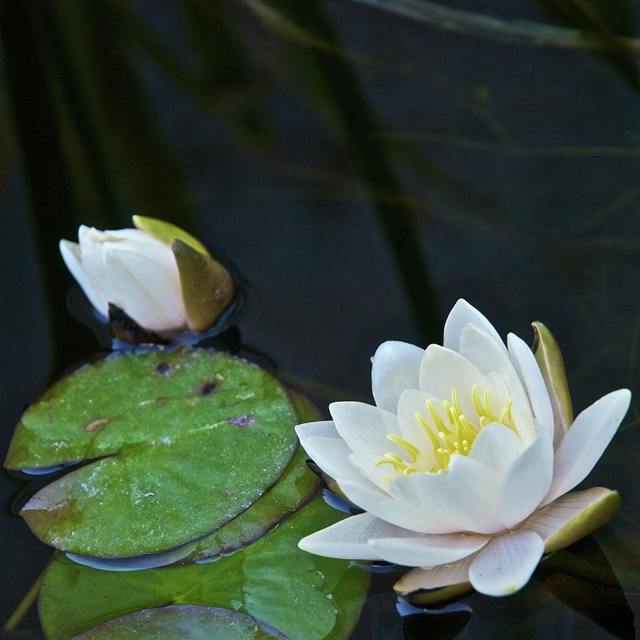 Water Lilies Photograph by Seldom Scene Photography