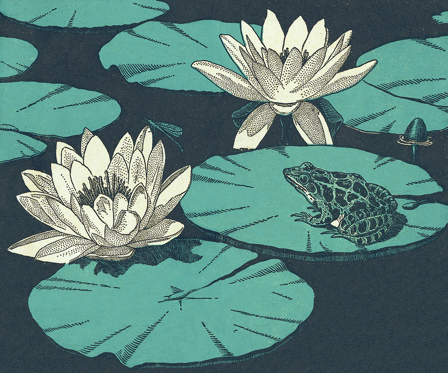 Nature Drawing - Water Lillies and Toad by CSA Images