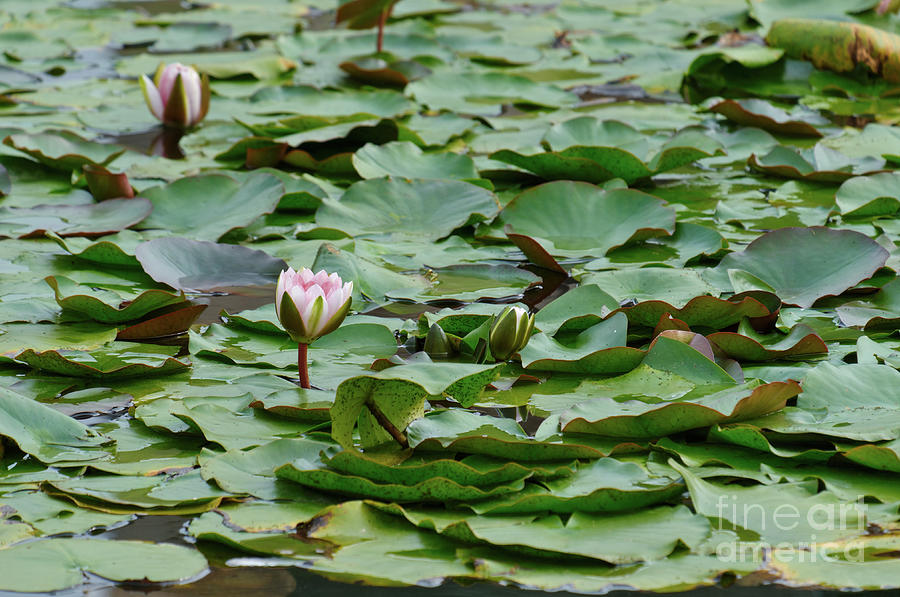Water Lillies in the Garden by Angelo DeVal Water Lillies in the Garden by Angelo DeVal