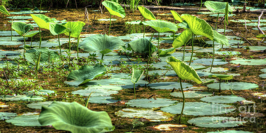 Water Lillies Photograph by Lawrence Burry