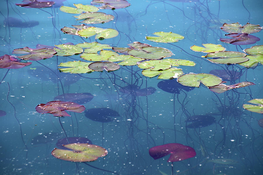 Water Lillies Leaves Photograph by Suzyco