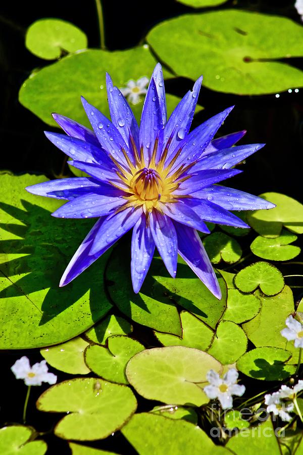 High quality Lilly's After The Rain.