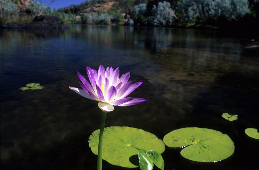 Nature Photograph - Water Lilly On The Manning River, Gibb River Road, Western Australia, Australia by Don Fuchs