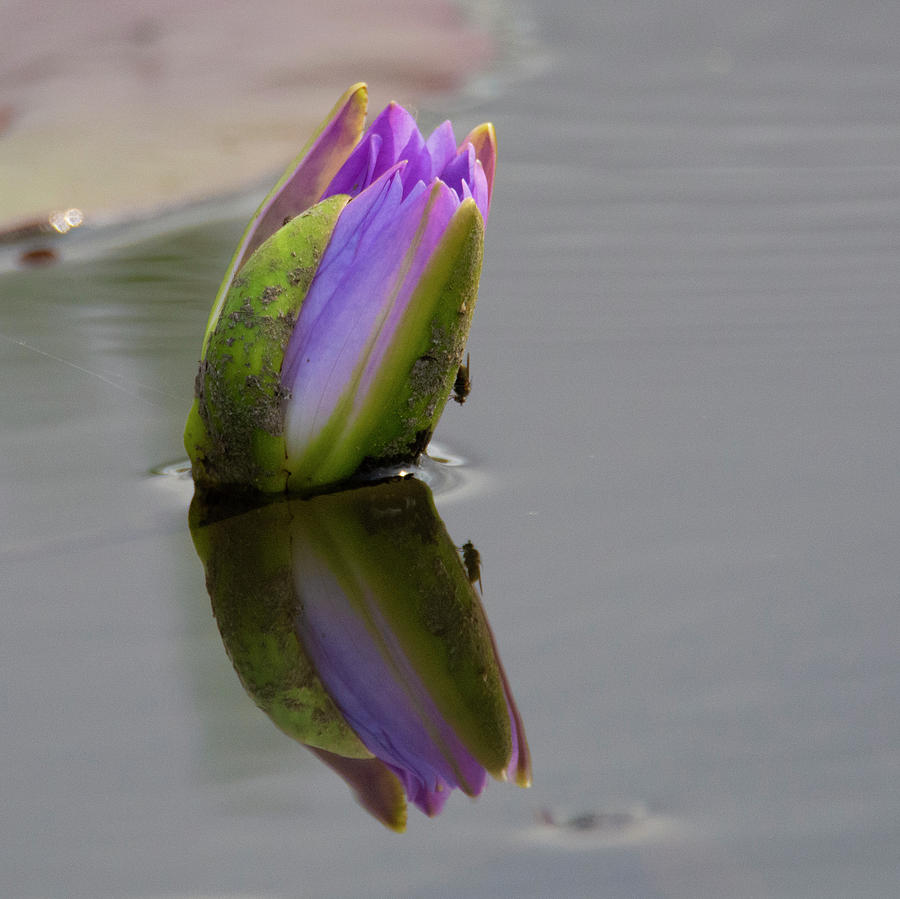 Water Lilly Photograph by Patrick Nowotny