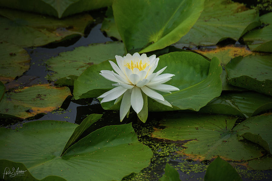 Water Lilly Photograph by Phil S Addis
