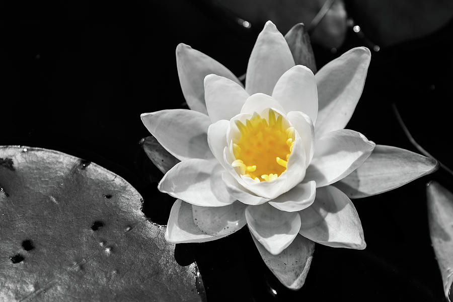Water Lilly Photograph by Tim Kirchoff
