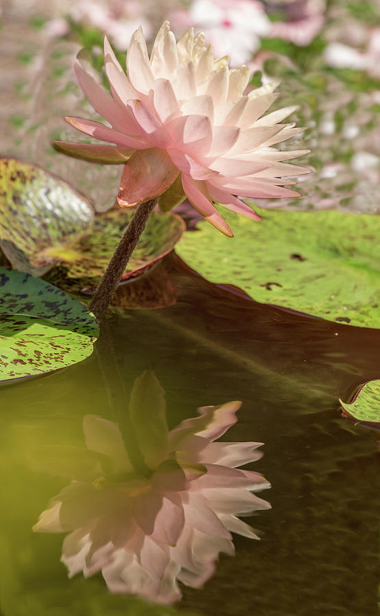 Water Lily #2 Photograph by Minnie Gallman