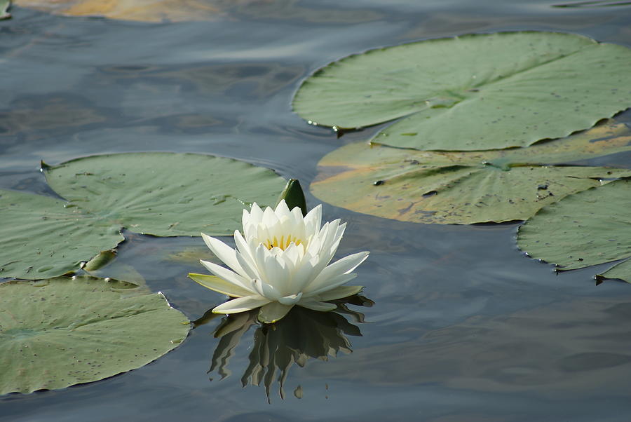 Water Lily 2 by Stephanie Pieczynski Water Lily 2 by Stephanie Pieczynski
