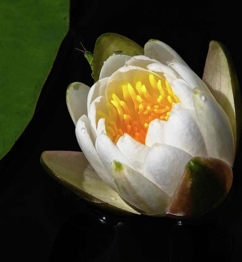 Water Lily 2 Photograph by Steve DaPonte