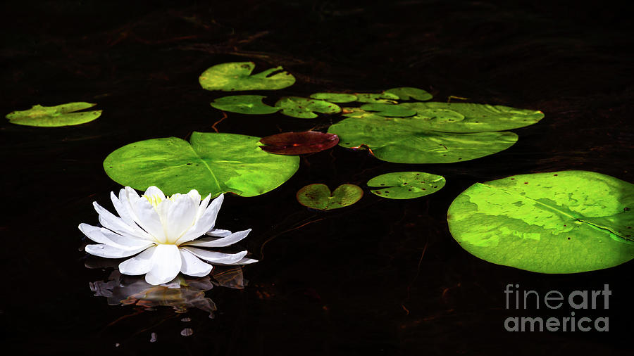 Water Lily 2019 Photograph by Lori Dobbs