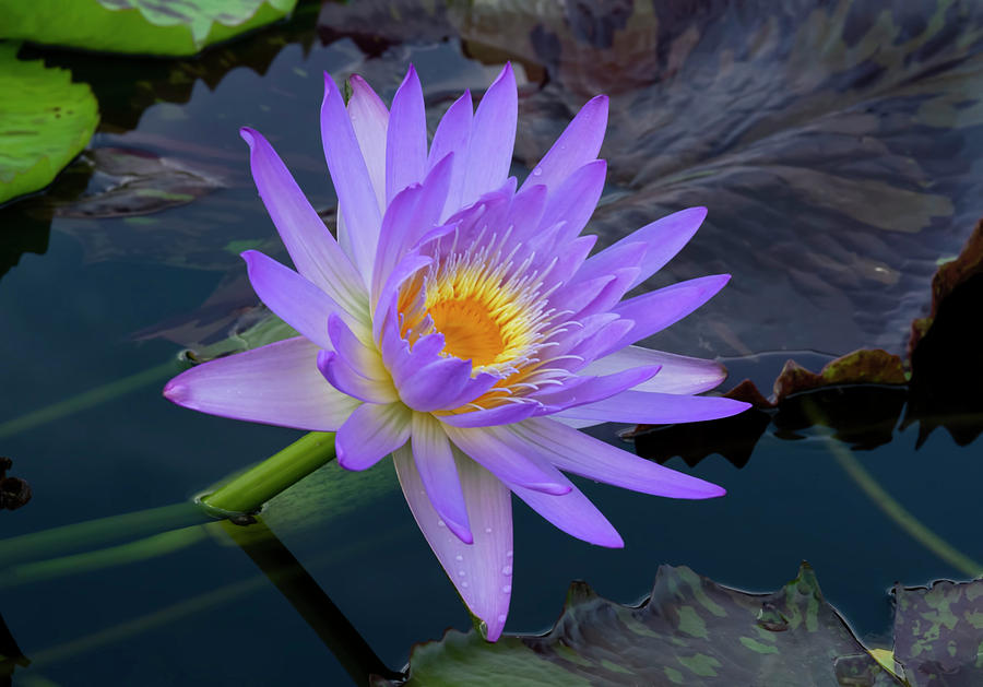 Water Lily 3 Photograph by Sherry Karr Adkins - Fine Art America