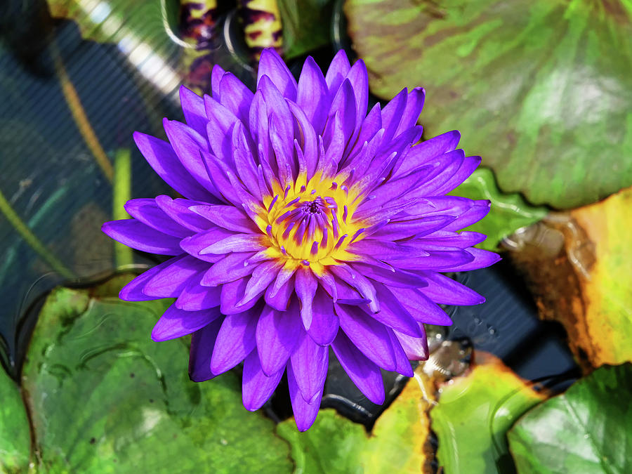 Water Lily 50 Photograph