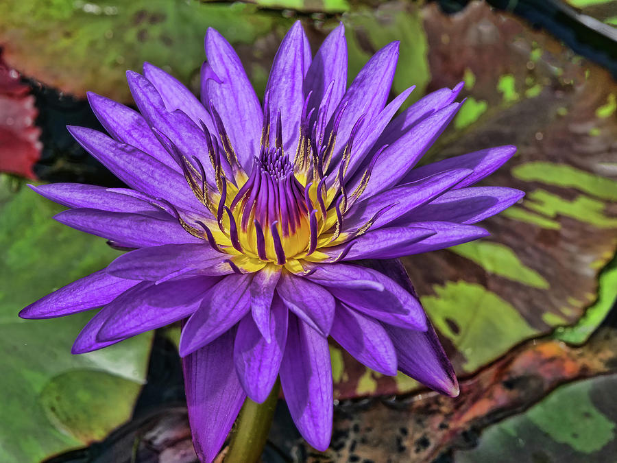 Water Lily 53 Photograph by Allen Beatty