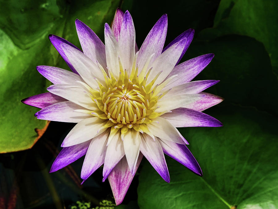 Water Lily 54 Photograph by Allen Beatty