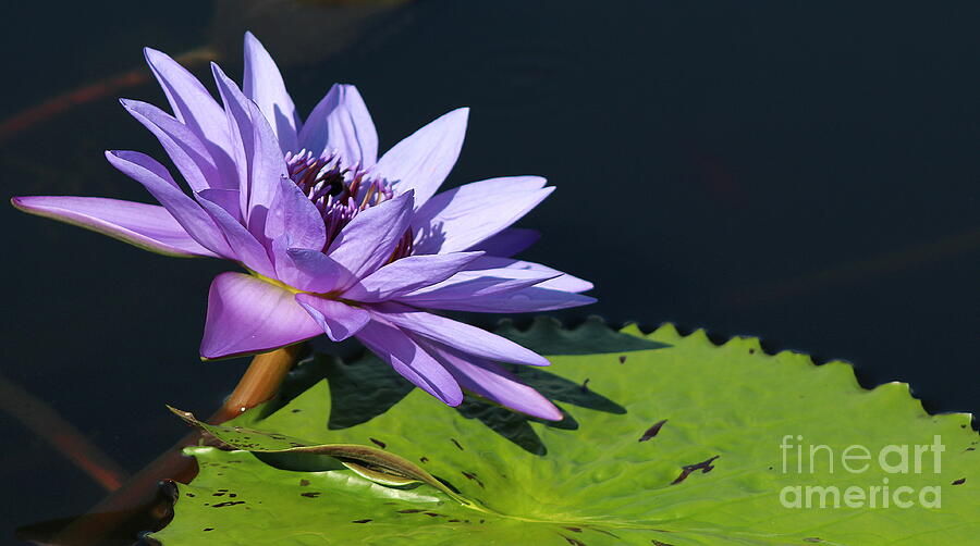Water Lily - A Vision in Purple Photograph by Dora Sofia Caputo