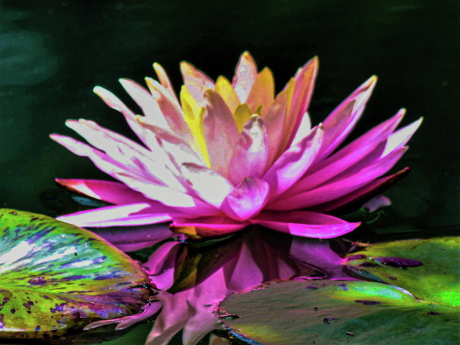 Abstract Digital Art - Water Lily Abstract by Mary Ann Artz
