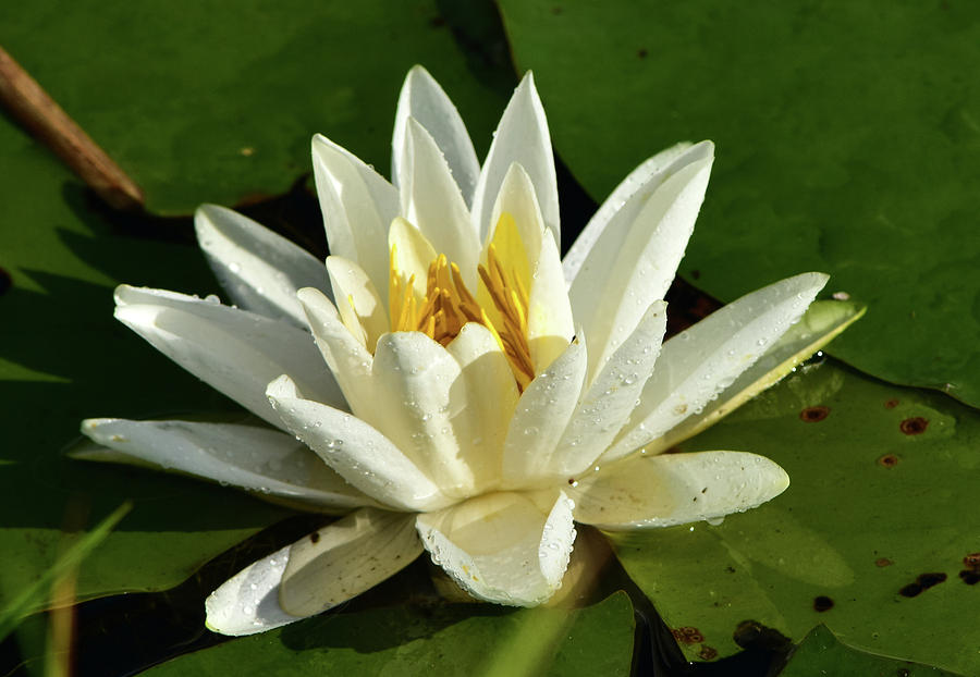 Water Lily After The Rain Photograph by Tasker