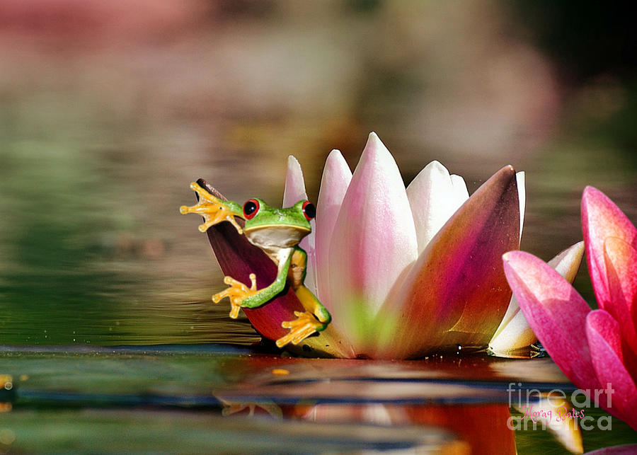 Water Lily and Frog Mixed Media by Morag Bates
