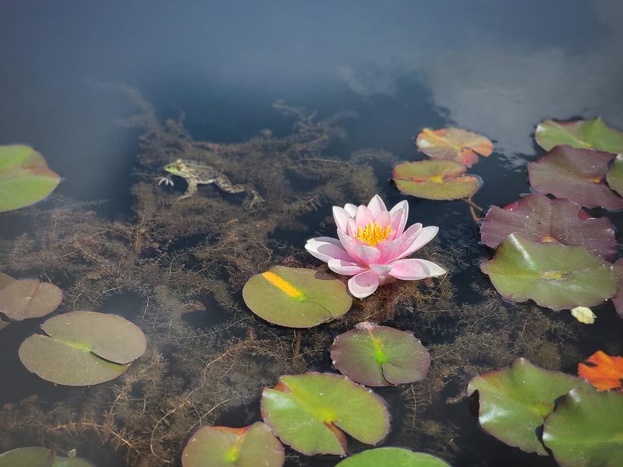 Water Lily And Frog Photograph by Yan Zhao