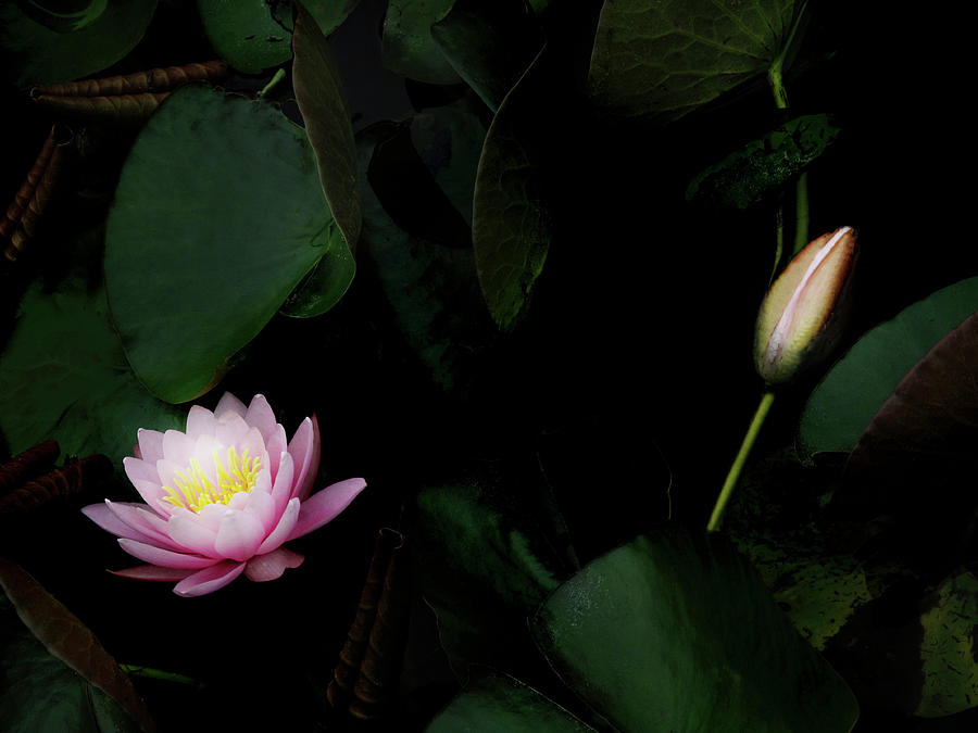 Water Lily And Lily Pads In A Pond Photograph by Michael Duva