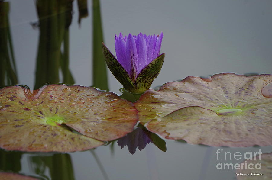 Water Lily And Pads Photograph
